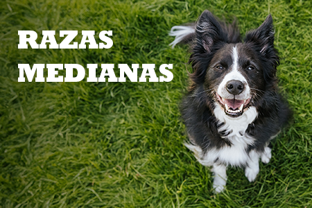 Alimentación natural para razas medianas